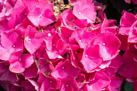 Flowers of a  garden hydrangea (hydrangea macrophylla) in sunshine Stock Photos