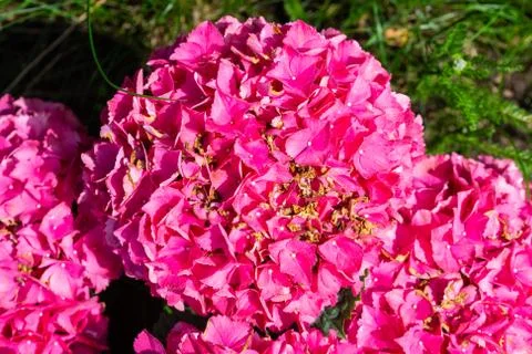 Flowers of a  garden hydrangea (hydrangea macrophylla) in sunshine Stock Photos