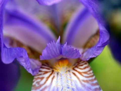 Flowers garden iris Stock Photos