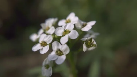 Flowers in the garden macro Stock Footage 136581108