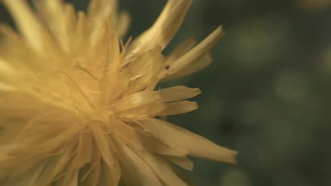 Flowers in the garden macro Stock Footage 136581114