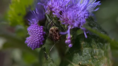 Flowers in the garden macro Stock Footage 136581145