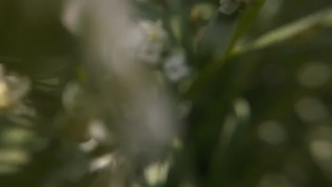 Flowers in the garden macro Stock Footage 136581258