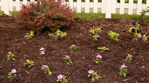 Flowers in garden with mulch Stock Footage 64013792