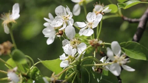 Flowers of garden pear tree close-up. Stock Footage 155006152