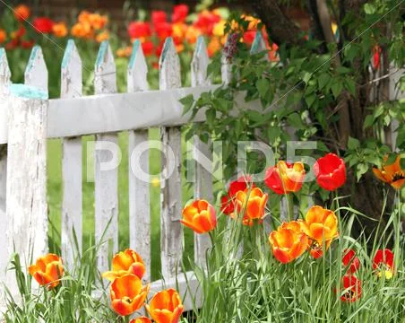 Flowers in the garden Stock Photos