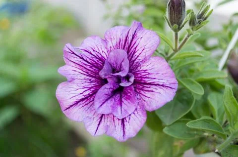 Flowers in the garden Stock Photos