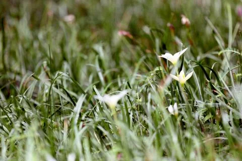 The flowers in the garden. Foto stock