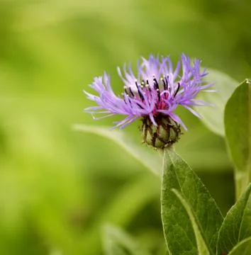 Flowers in a garden Stock Photos