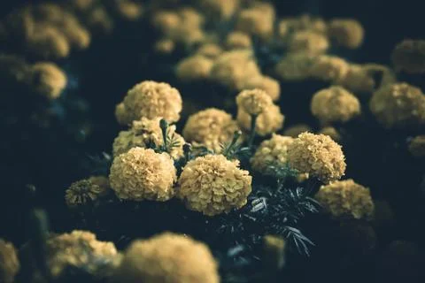 Flowers in a garden. Stock Photos