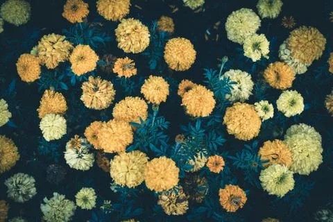 Flowers in a garden. Stock Photos