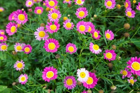 Flowers in the garden Stock Photos