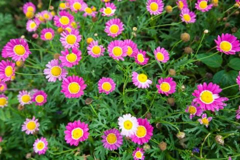 Flowers in the garden Stock Photos