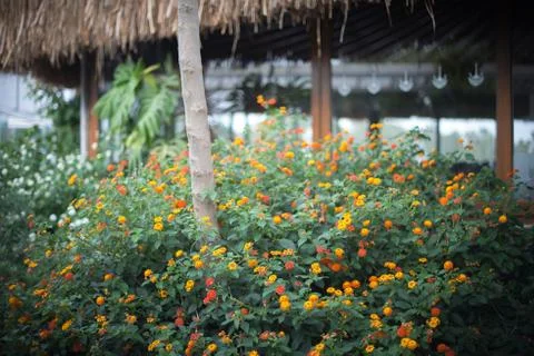 Flowers in the garden. Stock Photos
