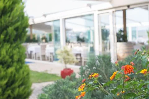 Flowers in the garden. Stock Photos