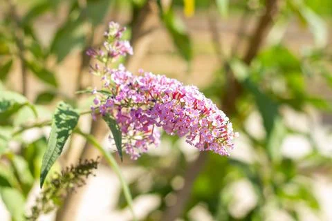 Flowers in the garden Stockfoto's