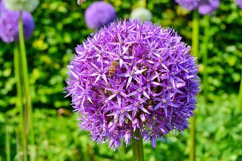 Flowers in the garden Stock Photos