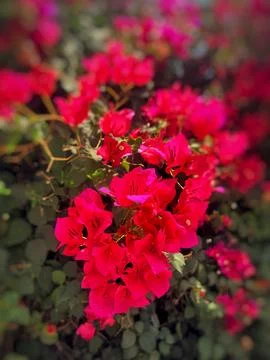 Flowers in garden Stock Photos