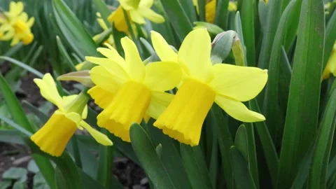 Flowers in a Garden in Spring, Daffodils Stock Footage 236239410