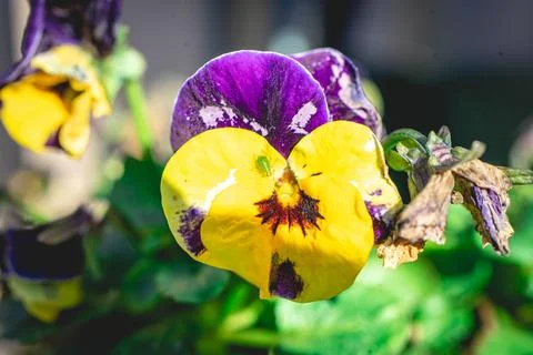 Flowers in the garden at spring time. Stock Photos