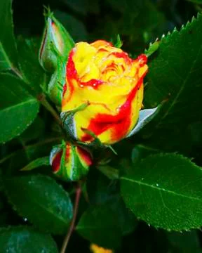 Flowers in the garden in the sun Stock Photos