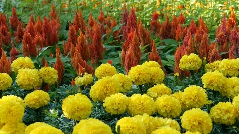 Flowers in garden/park Stock-Footage 120765772