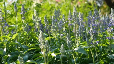 Flowers in garden/park Stock-Footage 120765804