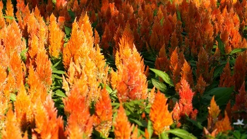 Flowers in garden/park Stock-Footage 120765963