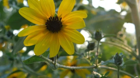 Flowers in garden/park Stock-Footage 120766498