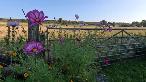 Flowers by the gate Stock Footage 283401887