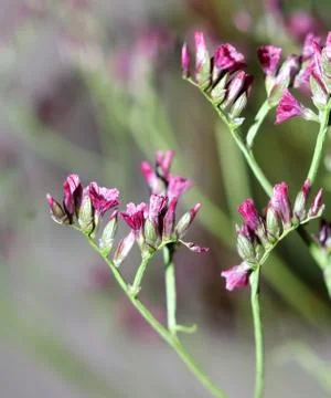 Flowers of geranium on a bokeh background Stock Photos