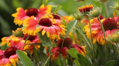 Flowers of Gerbera Stock Footage 39484931
