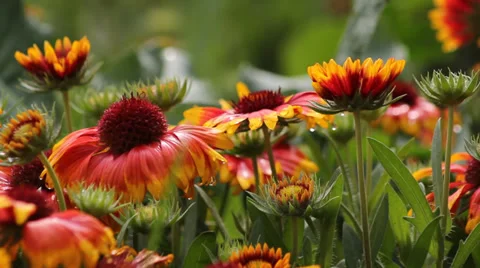 Flowers of Gerbera Stock Footage 39485468