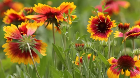 Flowers of Gerbera Stock Footage 39485523