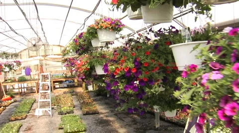 Flowers GlidCam Stock Footage 6527539
