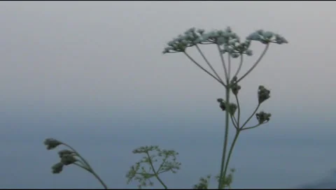 Flowers in the gorge of Uch-Kosh 스톡 동영상 28211488
