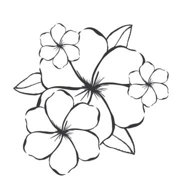 Flowers  graphics over white background vector illustration Ilustração Stock