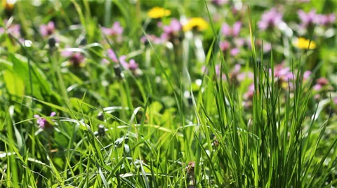 Flowers in the grass 1 Stock Footage 38242941
