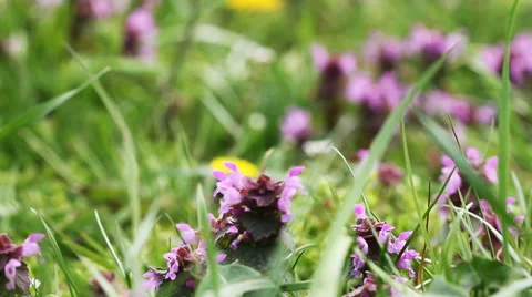 Flowers in the grass 1 動画素材 50849969