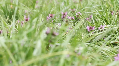 Flowers in the grass 2 Stock Footage 58895347