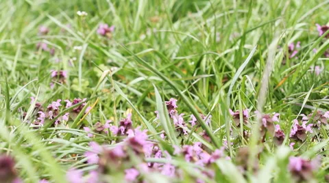 Flowers in the grass 3 Video stock 58895534