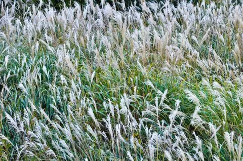 The flowers of grass field Foto stock