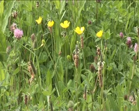 Flowers in the grass Stock Footage 8300111