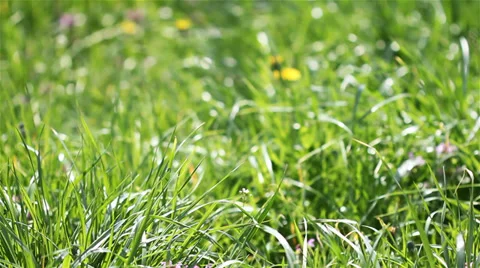 Flowers in the grass Video stock 38243168