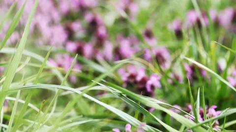 Flowers In The Grass Video stock 50857402