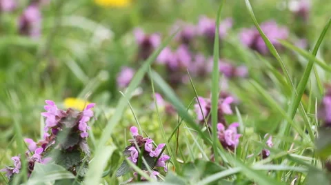 Flowers in the grass Stock Footage 58895451