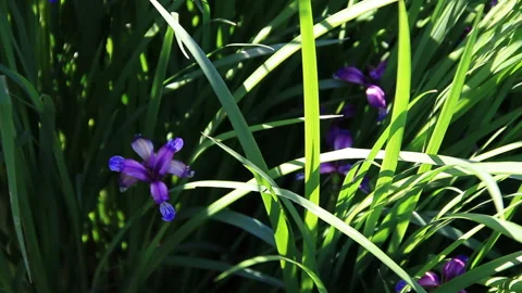 Flowers in grass Stock Footage 111762457