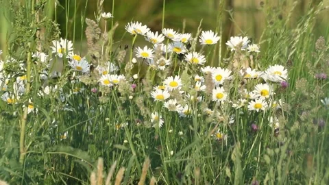 Flowers in the grass 库存影片 158016406