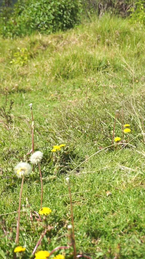 Flowers in the grass Stock-Footage 289571238