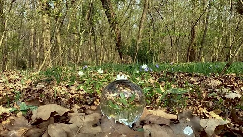 Flowers on the grass with magic ball Video stock 201676178